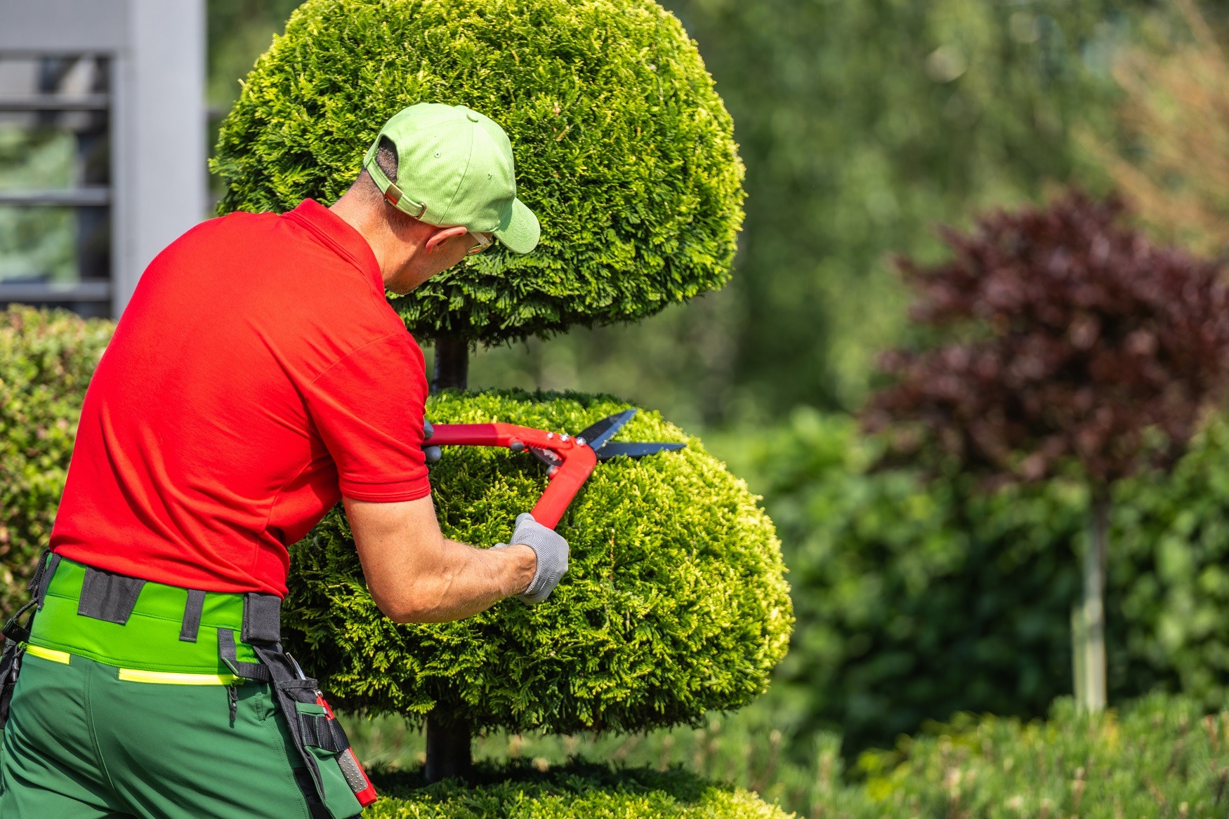 Poda Ornamental BiosferaGreen