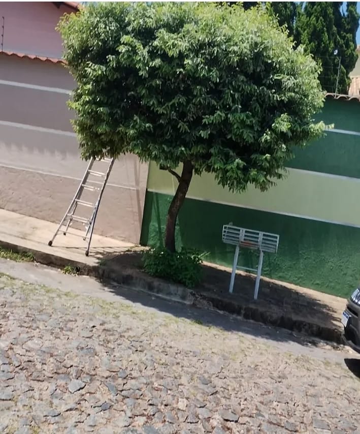 Planta antes da poda ornamental