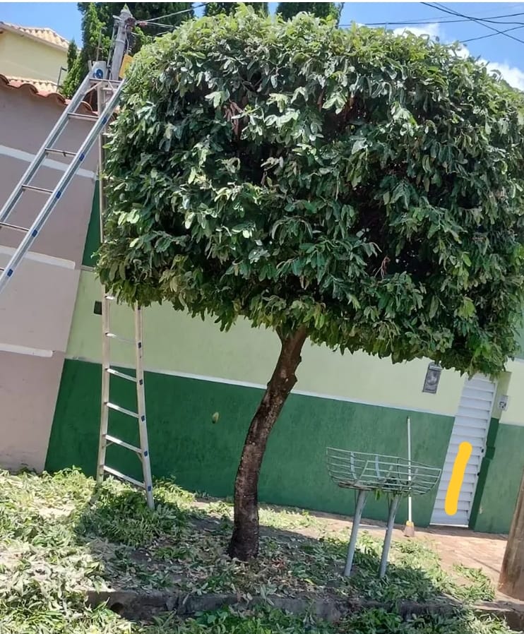 Planta após a poda ornamental
